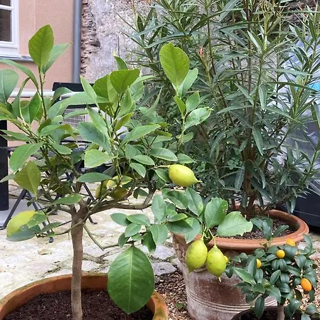 La Maison Du Cocher - Climatise En Hypercentre Angers