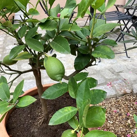 La Maison Du Cocher - Climatise En Hypercentre Apartamento Angers