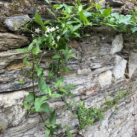 La Maison Du Cocher - Climatisé En Hypercentre Angers