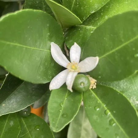 La Maison Du Cocher - Climatise En Hypercentre Apartment Angers