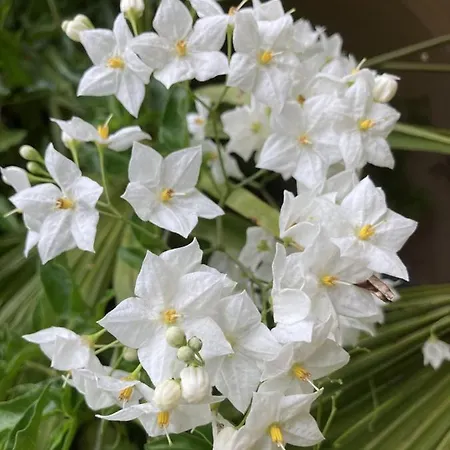 La Maison Du Cocher - Climatise En Hypercentre * 앙제