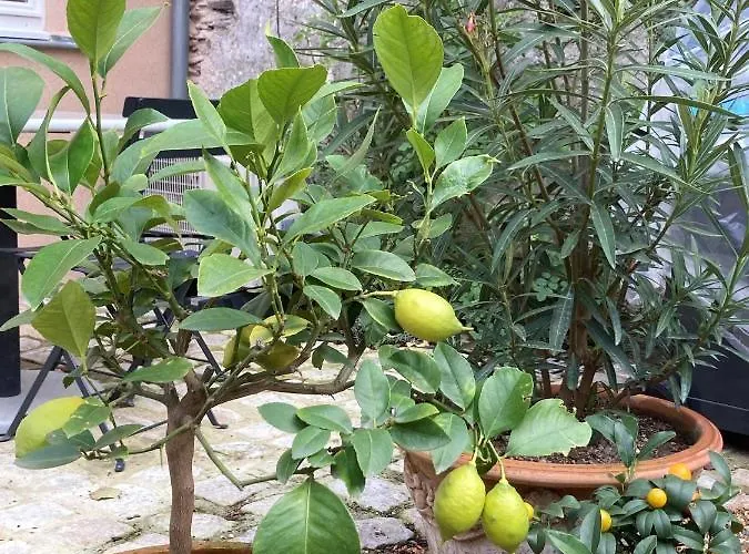 La Maison Du Cocher - Climatise En Hypercentre 앙제