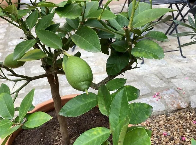 La Maison Du Cocher - Climatise En Hypercentre Apartment Angers