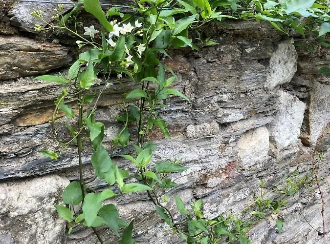 La Maison Du Cocher - Climatise En Hypercentre 앙제