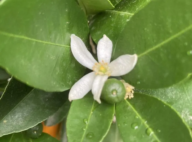 La Maison Du Cocher - Climatise En Hypercentre Apartamento Angers