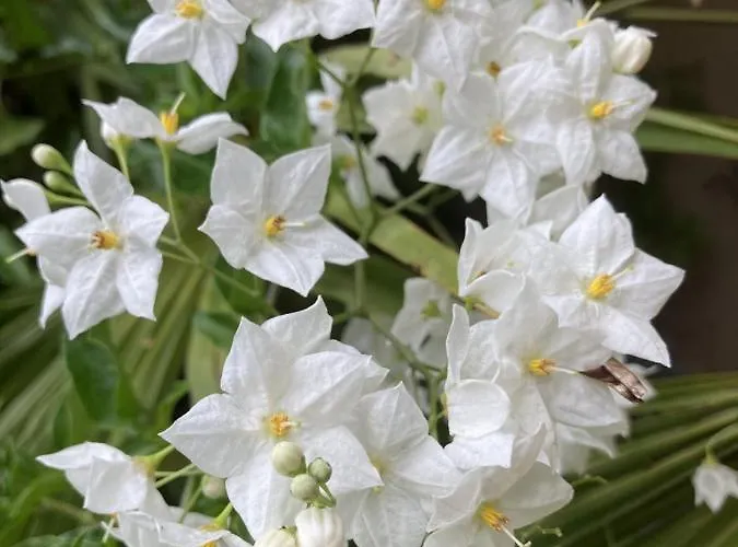 La Maison Du Cocher - Climatise En Hypercentre * 앙제